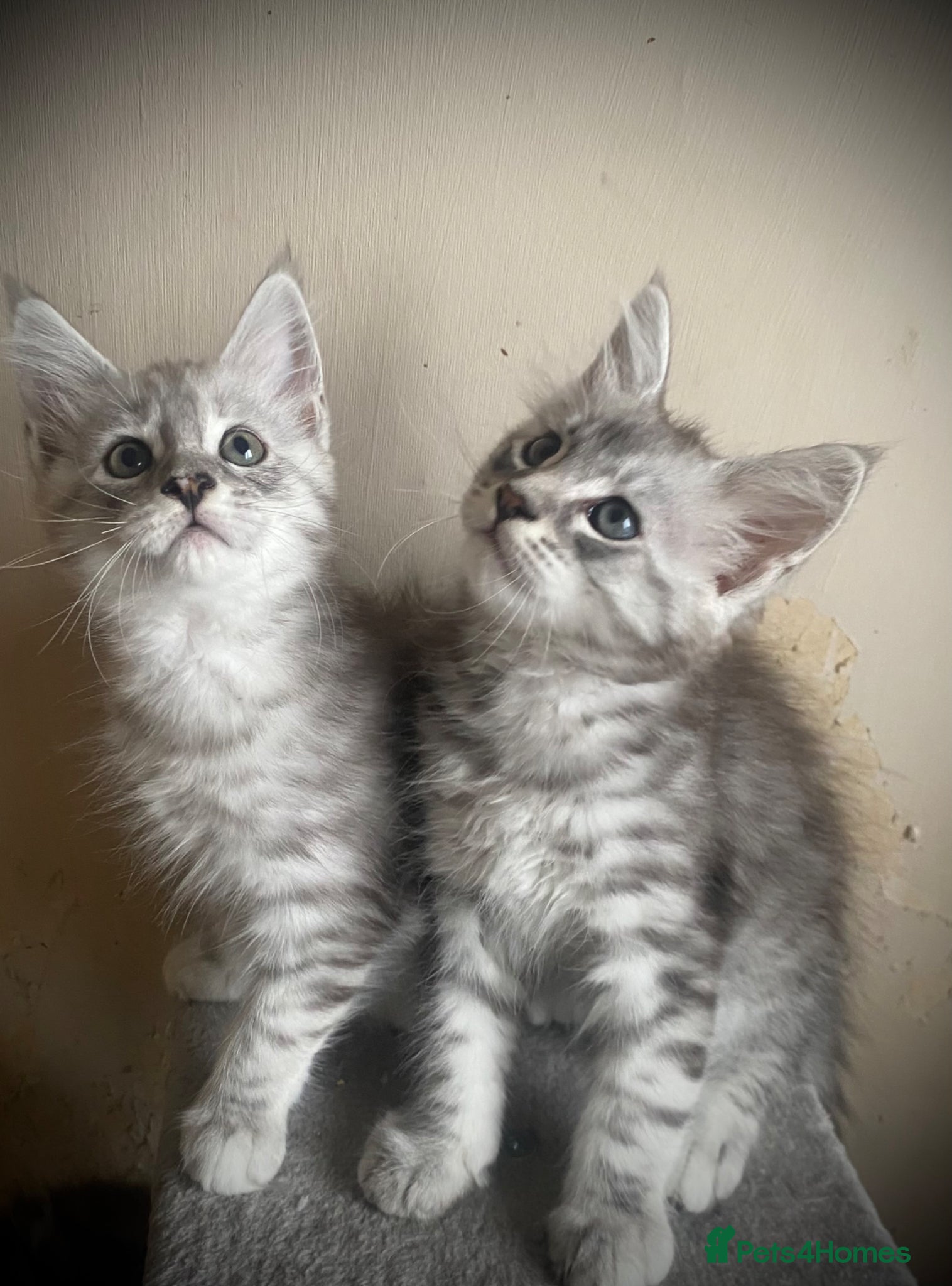 Maine Coon cats for sale: Silver tabby Full Maine Coon Kittens  - Advert 7