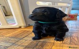 Mixed Breed dogs for sale: Beautiful Girl and Boy Cockadors  - Image 16