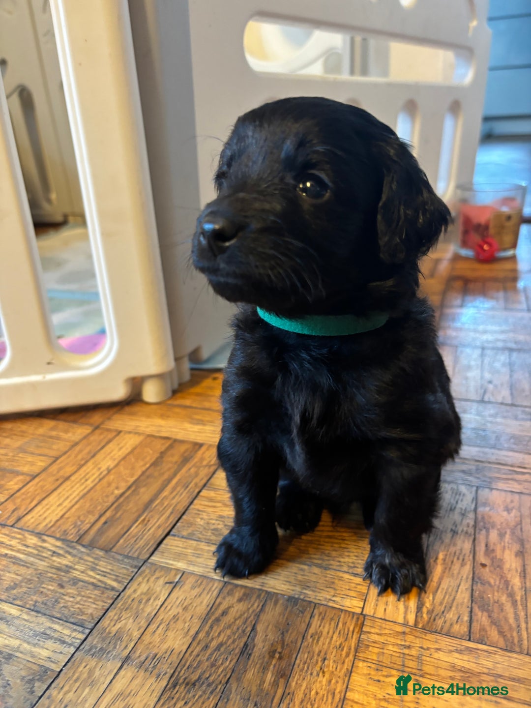 Mixed Breed dogs for sale: Beautiful Girl and Boy Cockadors  - Image 16