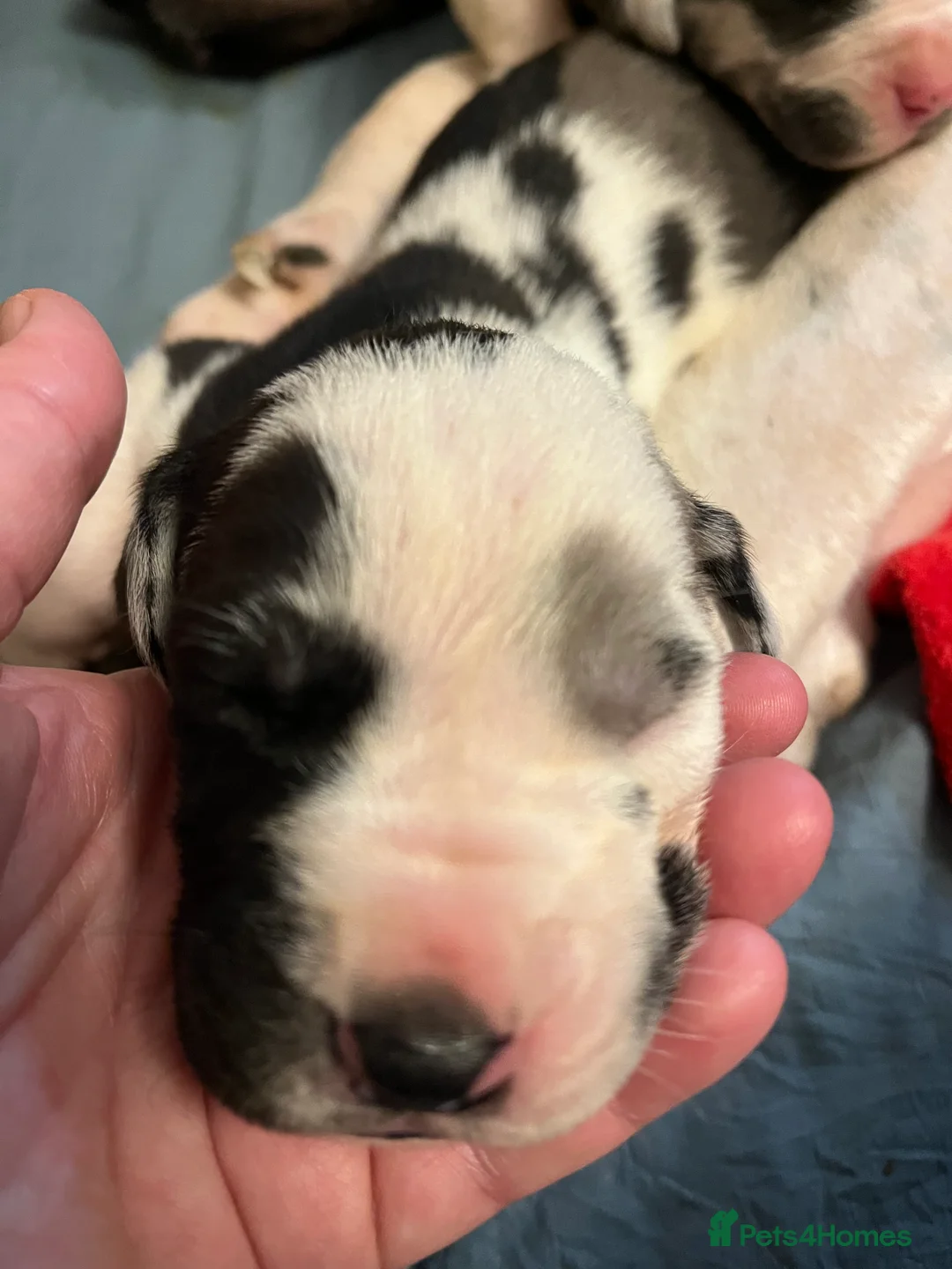 Great Dane dogs for sale: Kc reg Great Dane pups - Advert 10