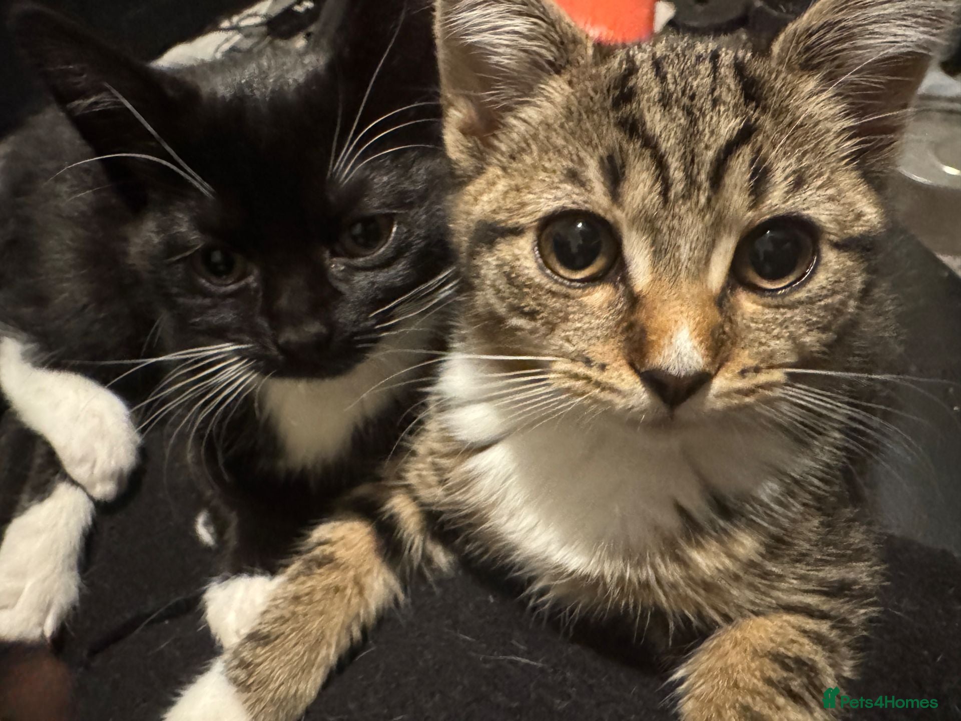 Mixed Breed cats Kittens - Advert 9