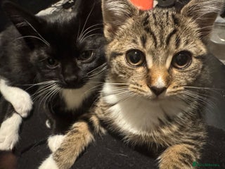 Mixed Breed cats Kittens - Advert 9