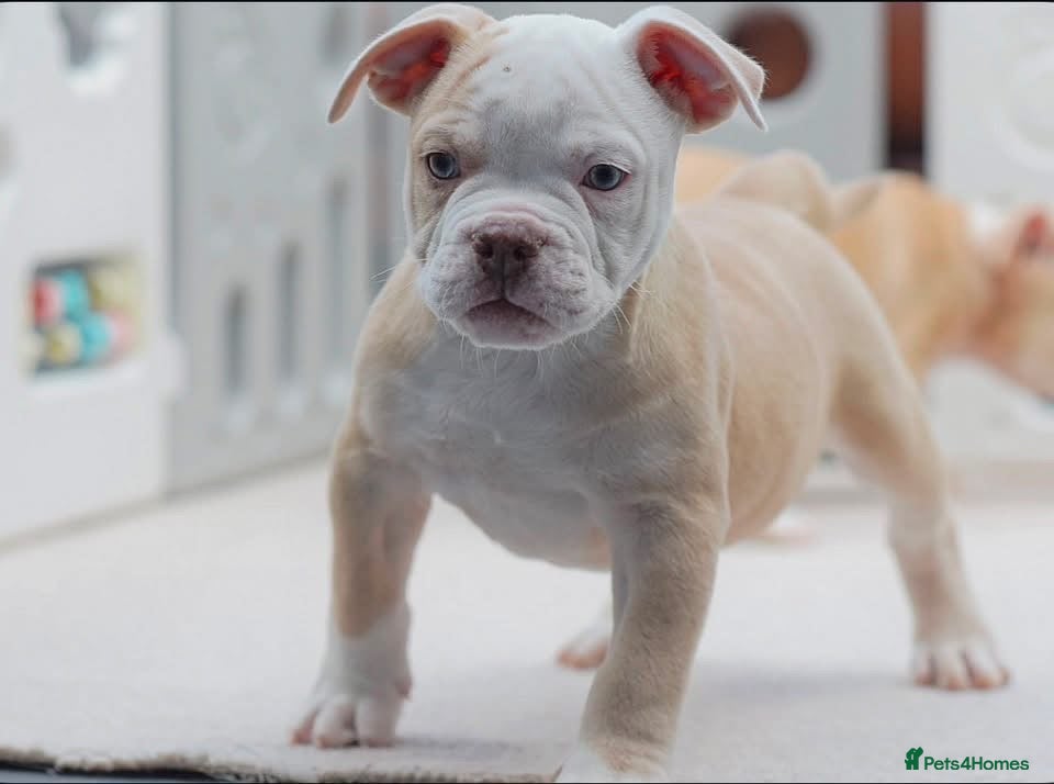 Olde English Bulldogge dogs 24 years 5⭐️Licensed & Registered, uk No 1  - Advert 7