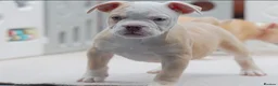 Olde English Bulldogge dogs for sale: 24 years 5⭐️Licensed & Registered, uk No 1  - Advert 1