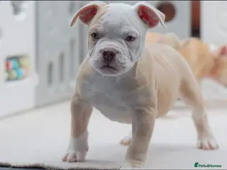 Olde English Bulldogge dogs 24 years 5⭐️Licensed & Registered, uk No 1 - Advert 4