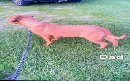 Dogue De Bordeaux dogs for sale: Dogue De Bordeaux Puppies-Champion Bloodlines - Image 16
