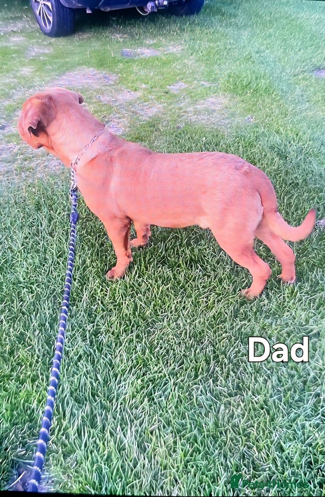 Dogue De Bordeaux dogs for sale: Dogue De Bordeaux Puppies-Champion Bloodlines - Image 16