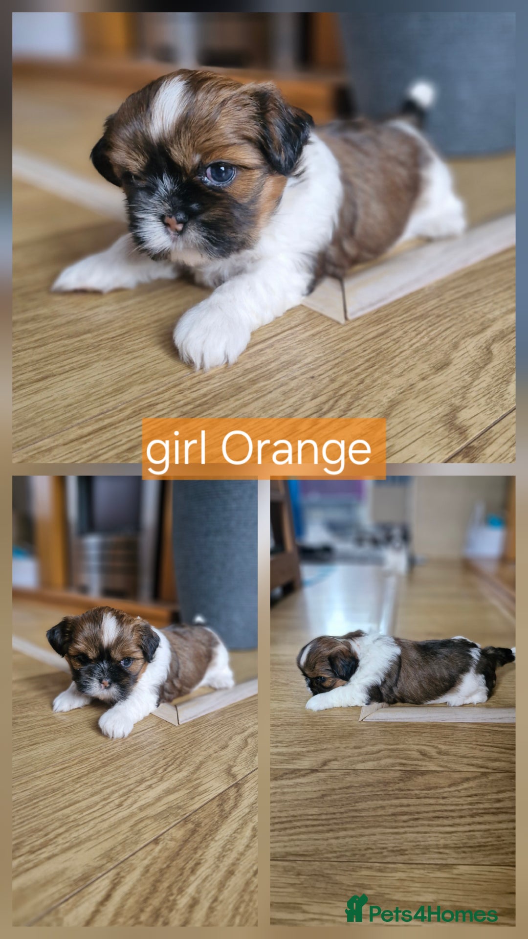 Mixed Breed dogs for sale:  Gorgeous Shih tzu poppies .🐶🐾 - Image 13