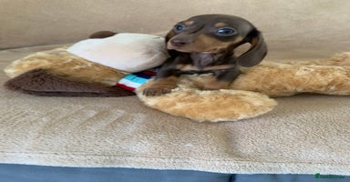 Dachshund dogs - Advert 6