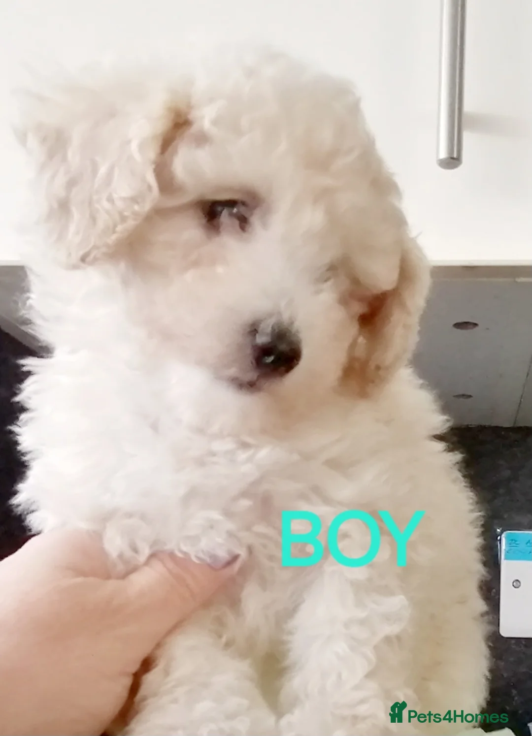 Toy Poodle dogs for stud: *2 STUDS AVAILABLE*FULL PEDIGREE SILVER & PHANTOM - Advert 16
