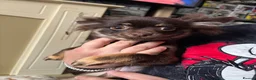 Chihuahua dogs for sale: Beautiful Chocolate Female Chihuahua  - Advert 5