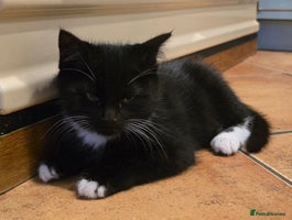 Maine Coon cats - Advert 6