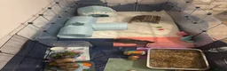 Lionhead rabbits for sale: Two lion head bunnies  in Havant - Advert 1