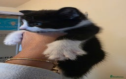 Domestic Shorthair cats for sale: Kittens for sale  - Image 5