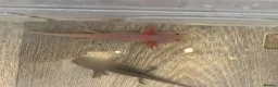 Axolotl reptiles for sale: Baby axolotl for sale  - Advert 7