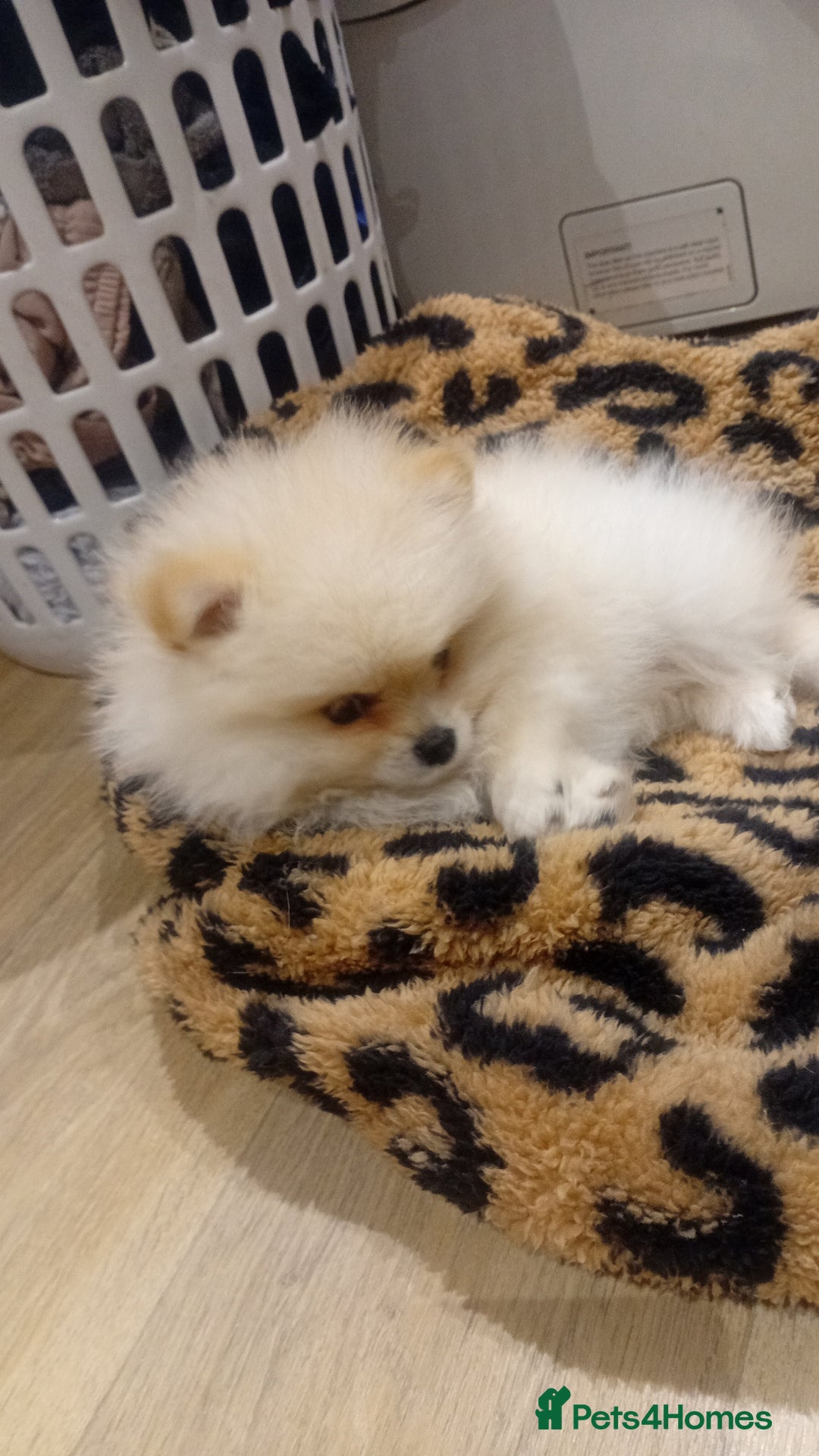 Pomeranian dogs for sale: Beautiful tiny Pomeranian Puppy   - Advert 14