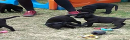 Labrador Retriever dogs for sale: Labrador pups KC extensively health tested parents - Advert 8
