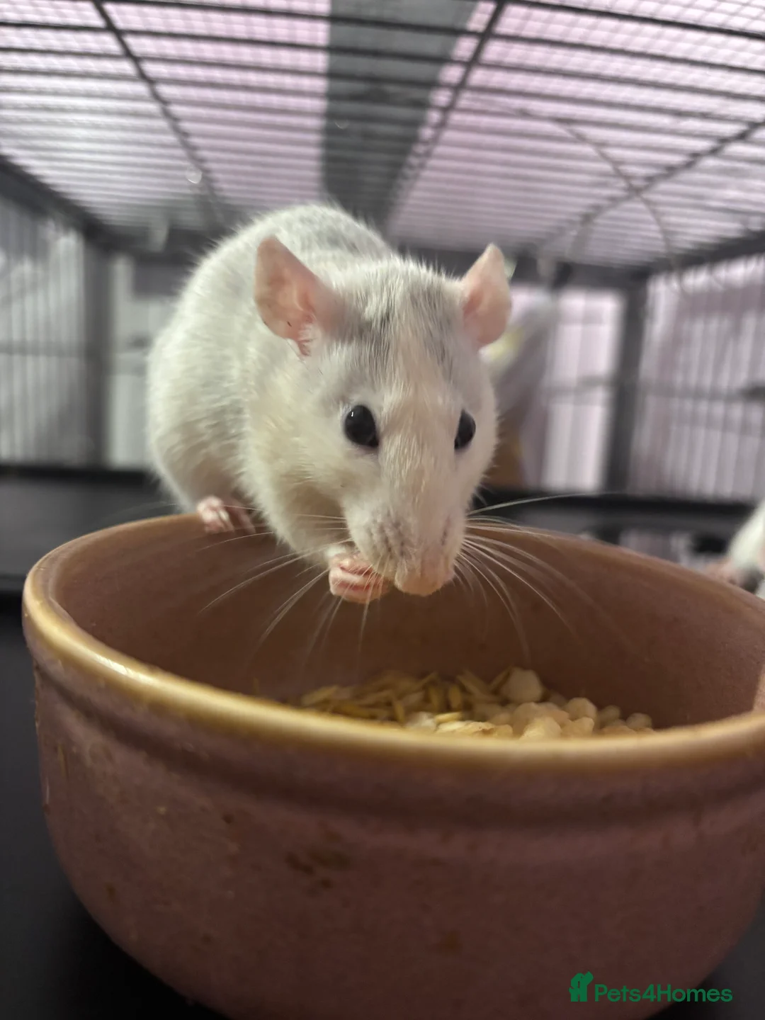 Rat rodents for sale: 3 female dumbo rats - Advert 6