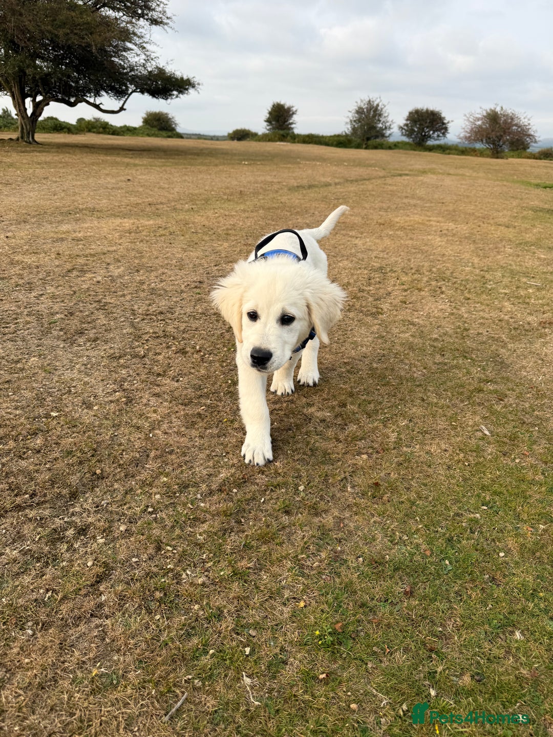 Golden Retriever dogs for sale: Stunning cream golden retriever dog. 14 weeks old - Image 4