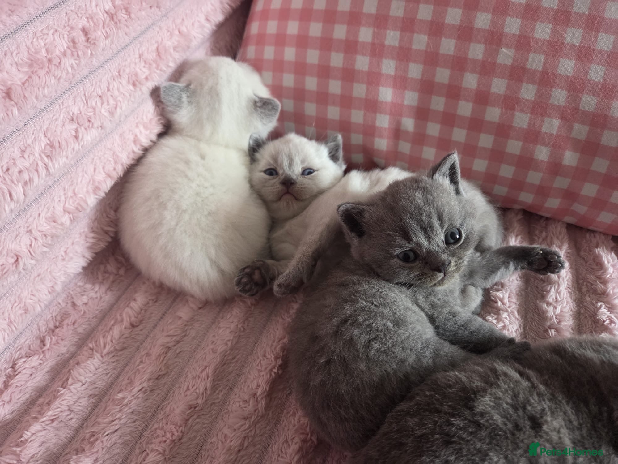 British Shorthair cats 4 Gorgeous bsh boys available 🤍 - Advert 4
