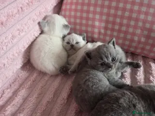 British Shorthair cats 4 Gorgeous bsh boys available 🤍 - Advert 1
