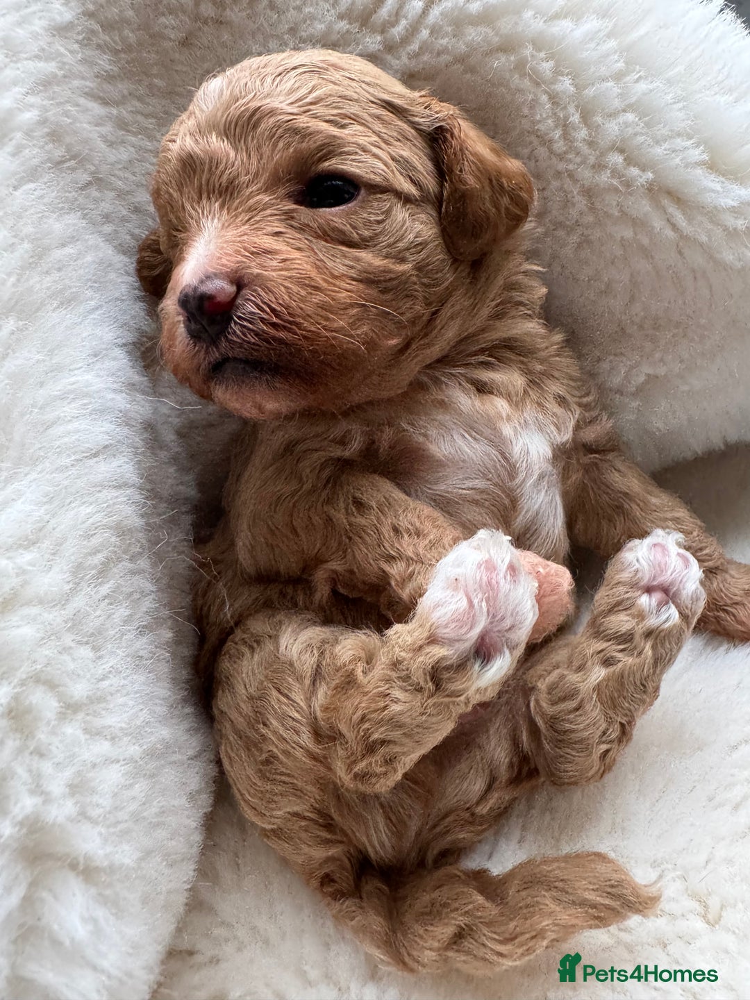 Maltipoo dogs for sale: TINY MALTIPOO PUPPIES - Advert 4