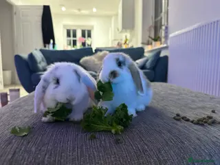 Mini Lop rabbits White mini lop with black spots - Advert 1