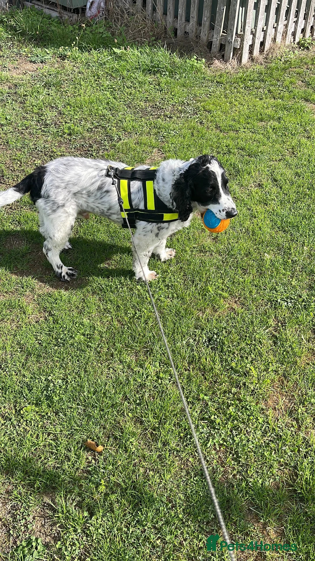 Cocker Spaniel dogs for sale: One very gorgeous boy - Advert 2