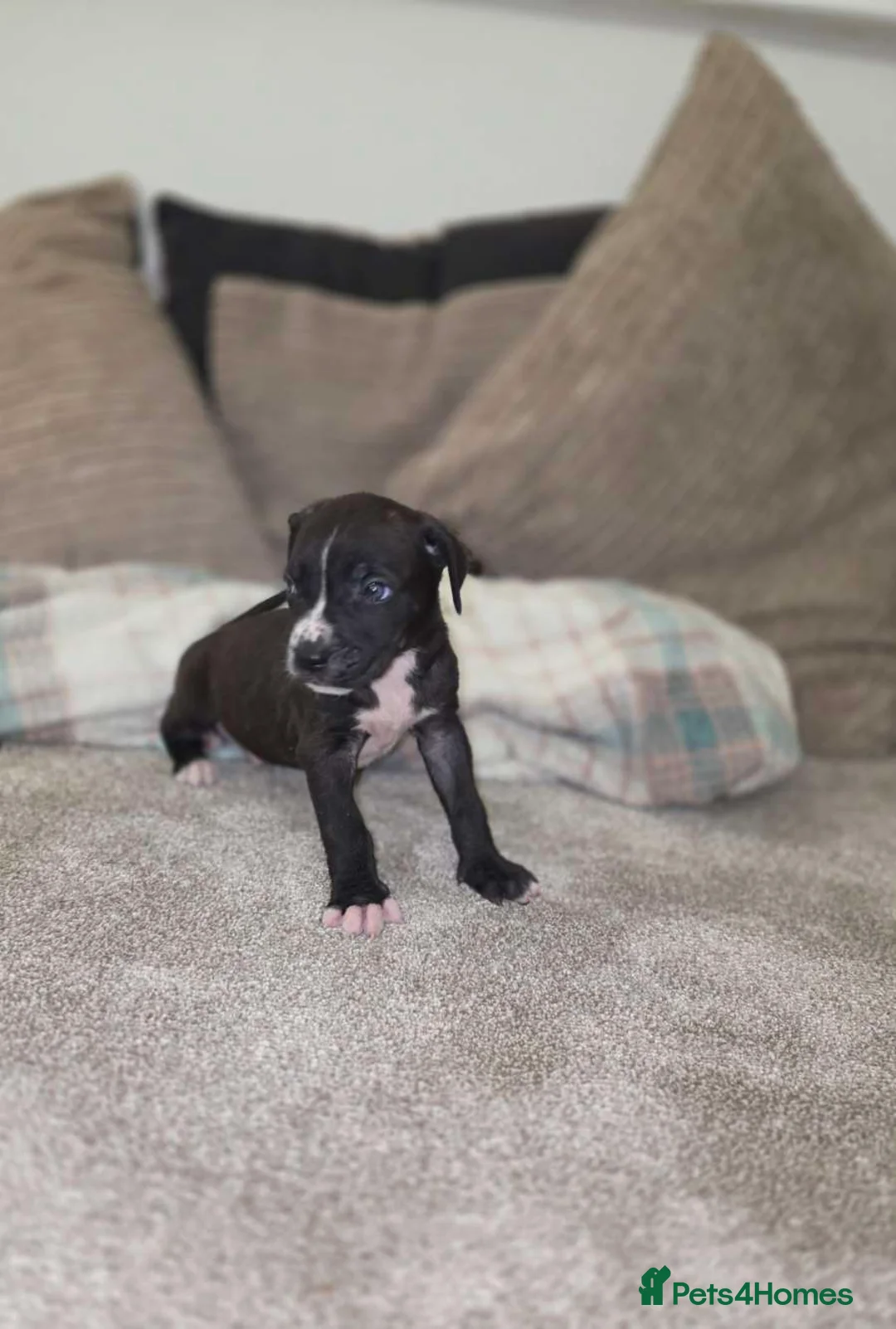 Presa Canario dogs for sale: Dual Purpose Presa Canario Puppies for Homing - Advert 15