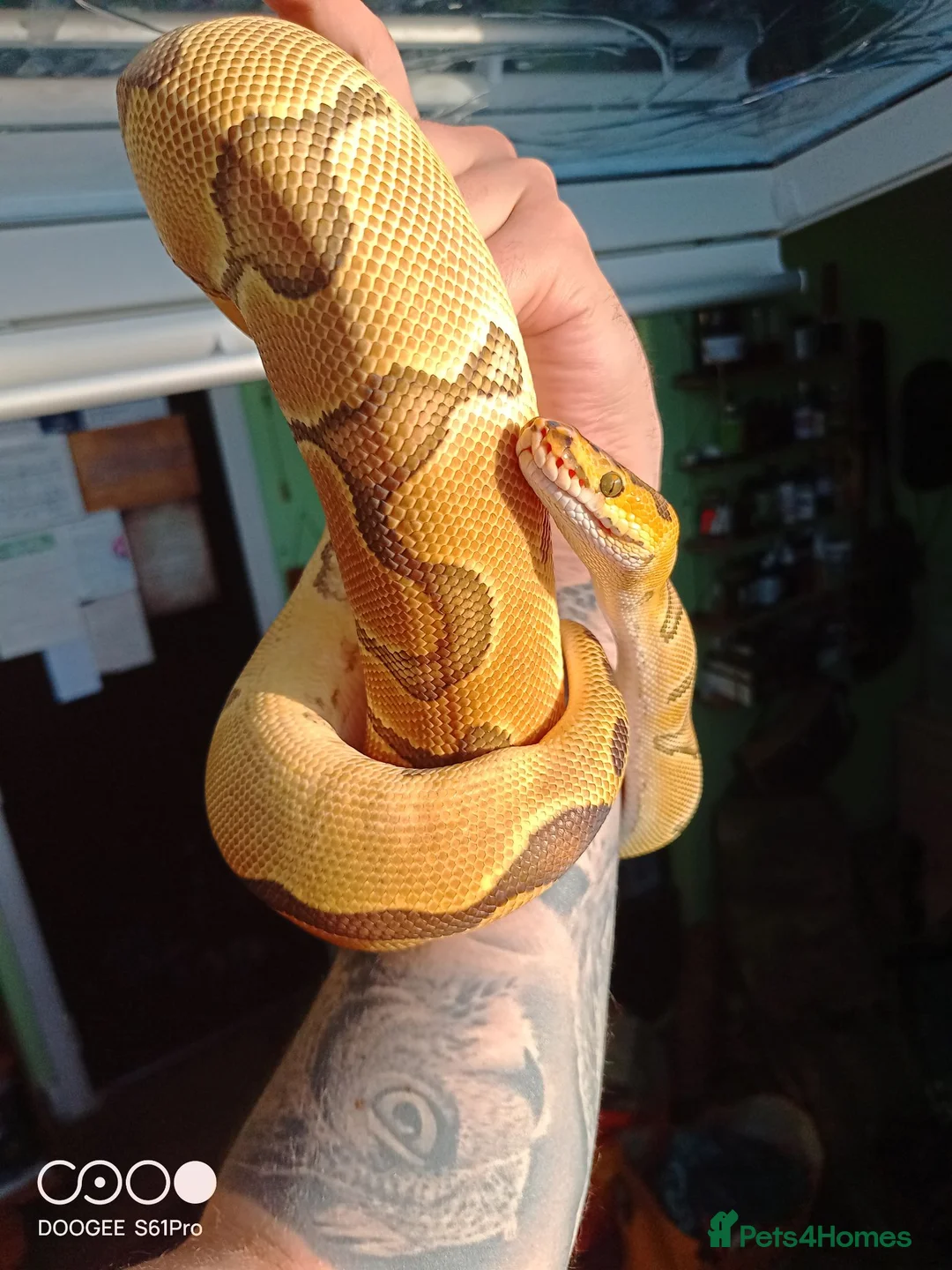 Python Snake reptiles for sale: (F) Enchi Clown Python Regius - ball/royal python in Sheffield - Advert 7