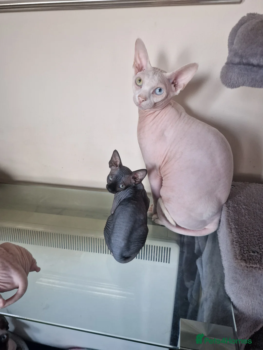 Sphynx cats for sale: Canadian Sphynx kittens - Advert 25