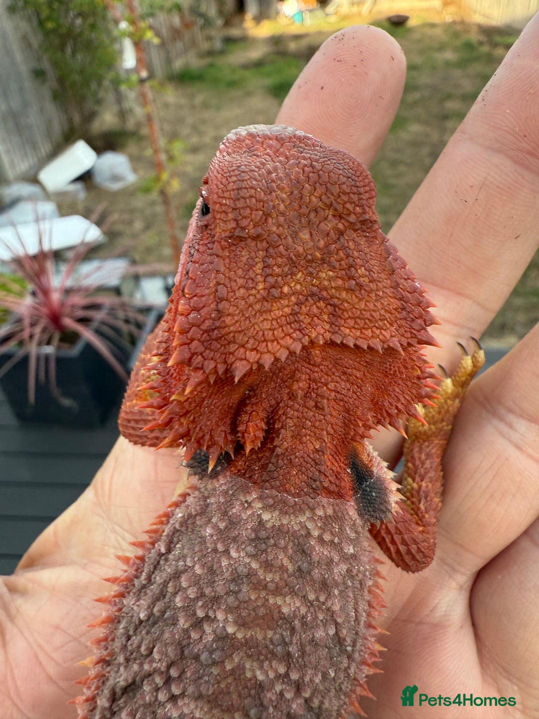Bearded Dragon reptiles for sale: Red Monster  - Image 2