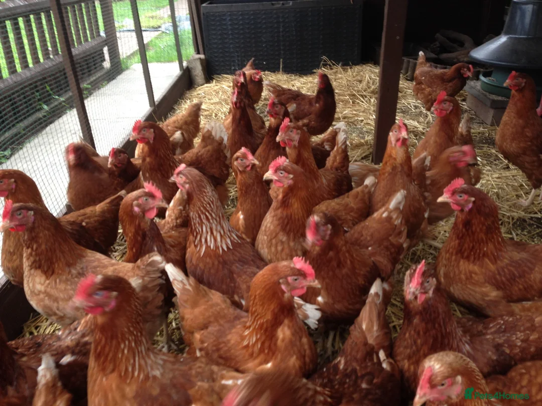 Hens poultry for sale: Point of lay fully vaccinated hybrid hens isa  - Advert 1