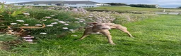 Italian Greyhound dogs for stud: Hojlund Magic Rus aka ‘Tony’ available for stud.  in Bodmin - Advert 5