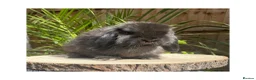 Mini Lop rabbits for sale: Beautiful boy available  - Advert 3