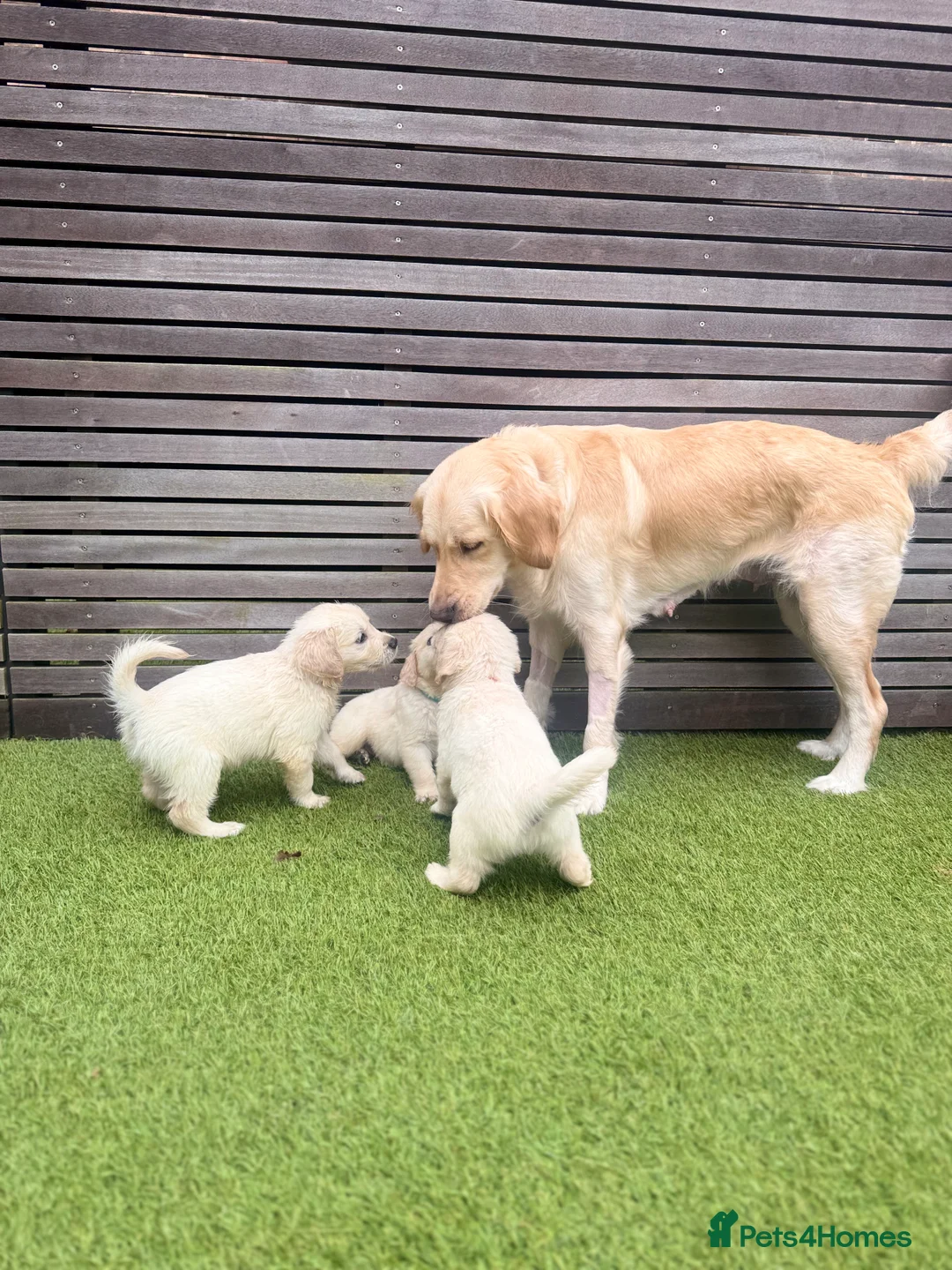 Golden Retriever dogs for sale: Champion line-KC Reg. Golden Retriever Puppies💖💙 - Advert 18