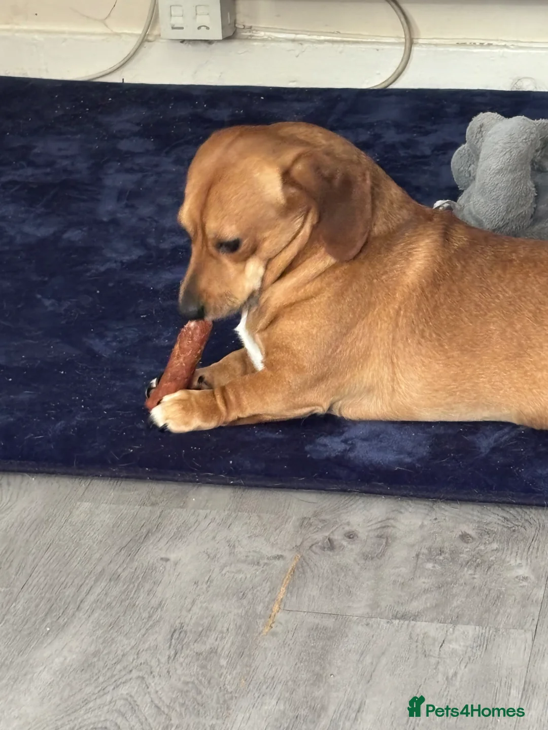 Jackshund dogs for sale: Dachshund Jack Russell cross  in Purfleet - Advert 1