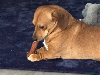 Jackshund dogs Dachshund Jack Russell cross - Advert 2