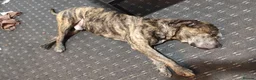 Staffordshire Bull Terrier dogs for sale: Kenzo - Advert 5