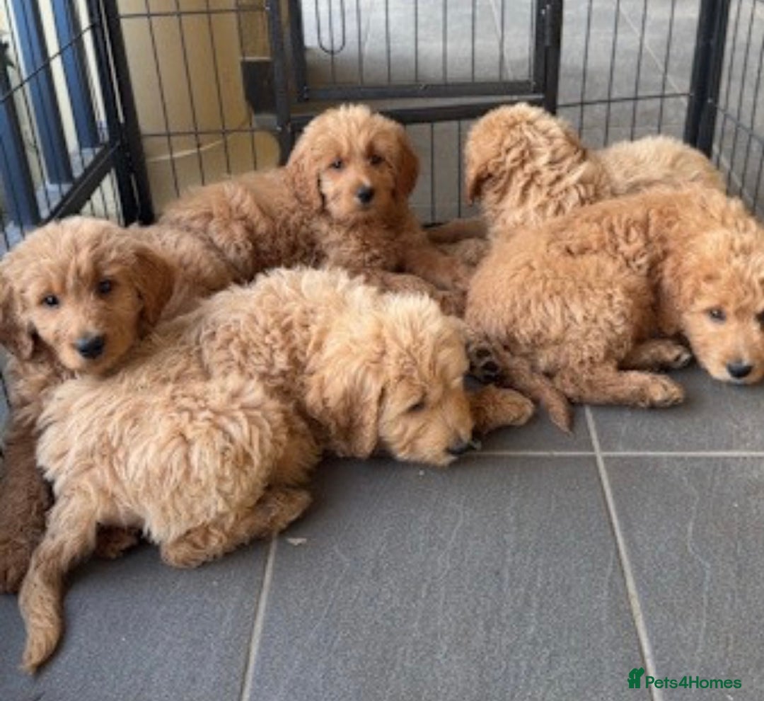 Goldendoodle dogs for sale: Goldendoodle puppy Rehoming - Image 4