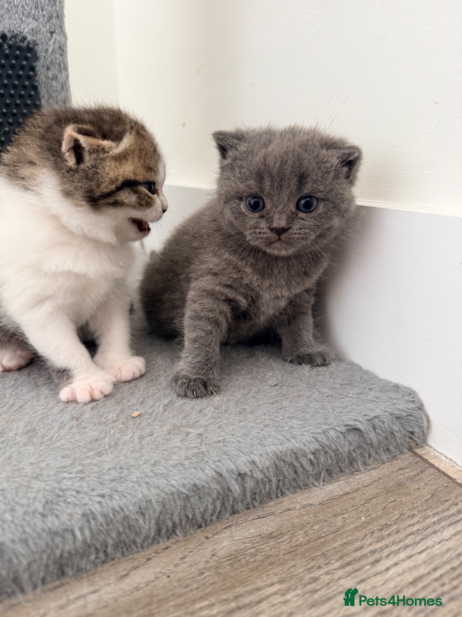 British Shorthair cats 3 British shorthair kittens - Advert 2