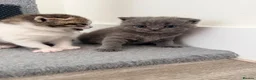 British Shorthair cats for sale: 3 British shorthair kittens - Advert 2