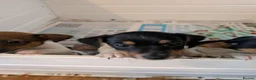 Jack Russell dogs for sale: Docked (vet papers)Traditioal Jack Russel  - Advert 34