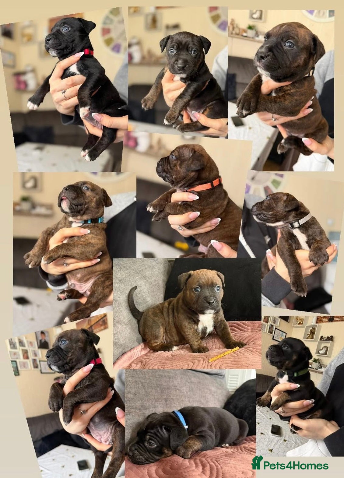 Staffordshire Bull Terrier dogs Precious Puppies Ready to Join Your Family - Advert 1