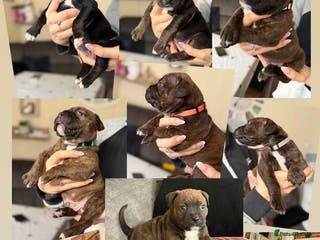 Staffordshire Bull Terrier dogs Precious Puppies Ready to Join Your Family - Advert 2