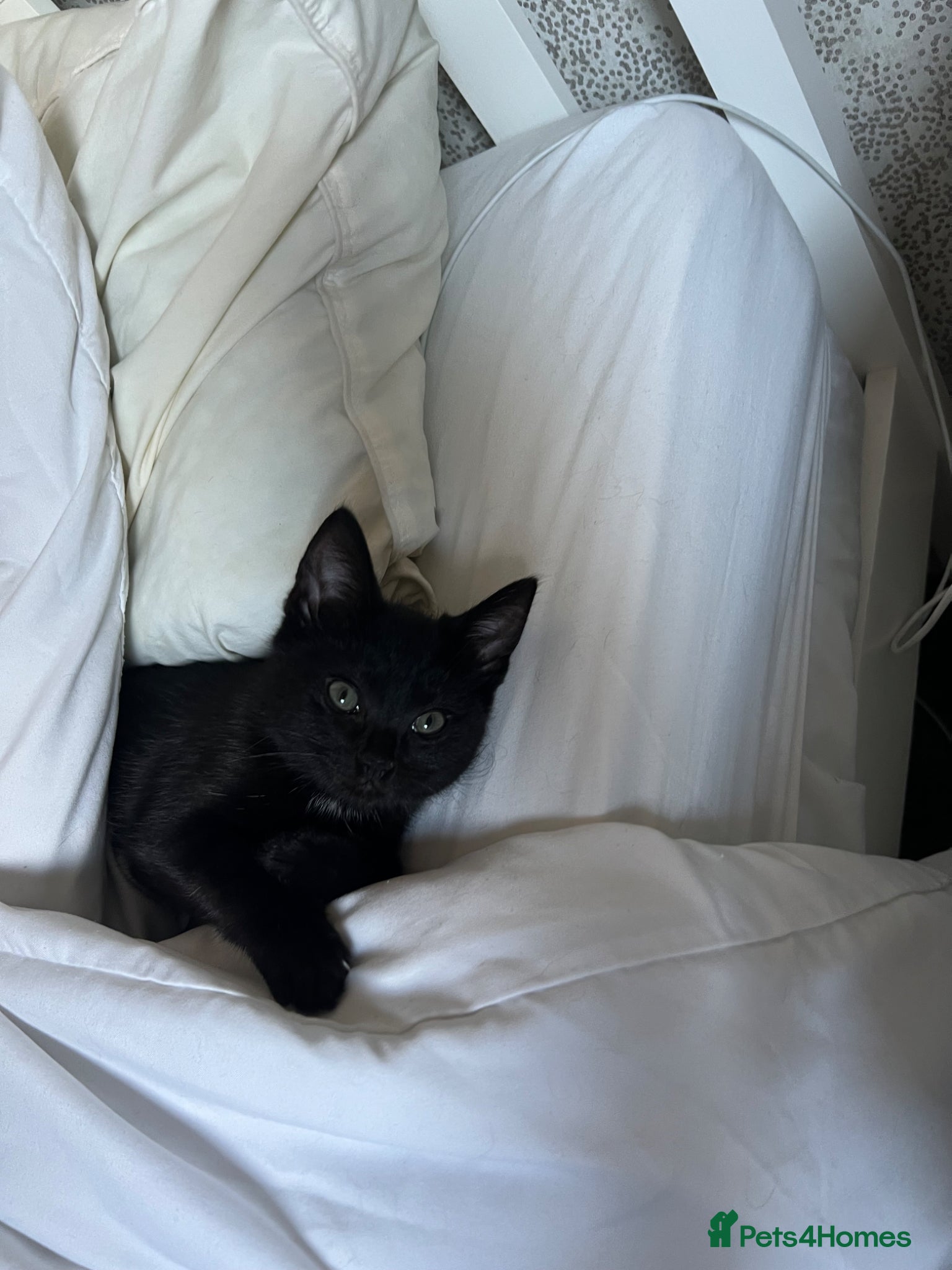 Bombay cats for sale: Hirl Kitten looking for a home  - Advert 2