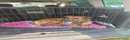Mixed Breed dogs for sale: Kobie - doberman  ** tiff  in Bargoed - Advert 5