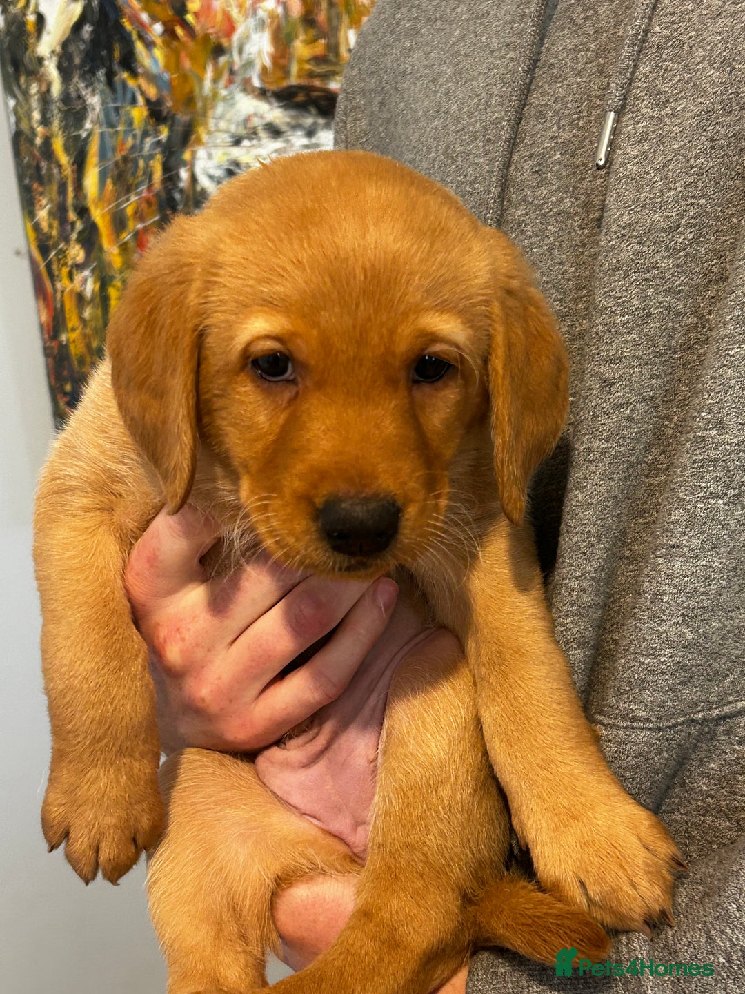 Labrador Retriever dogs for sale: Beautiful Labrador Puppies - Advert 11