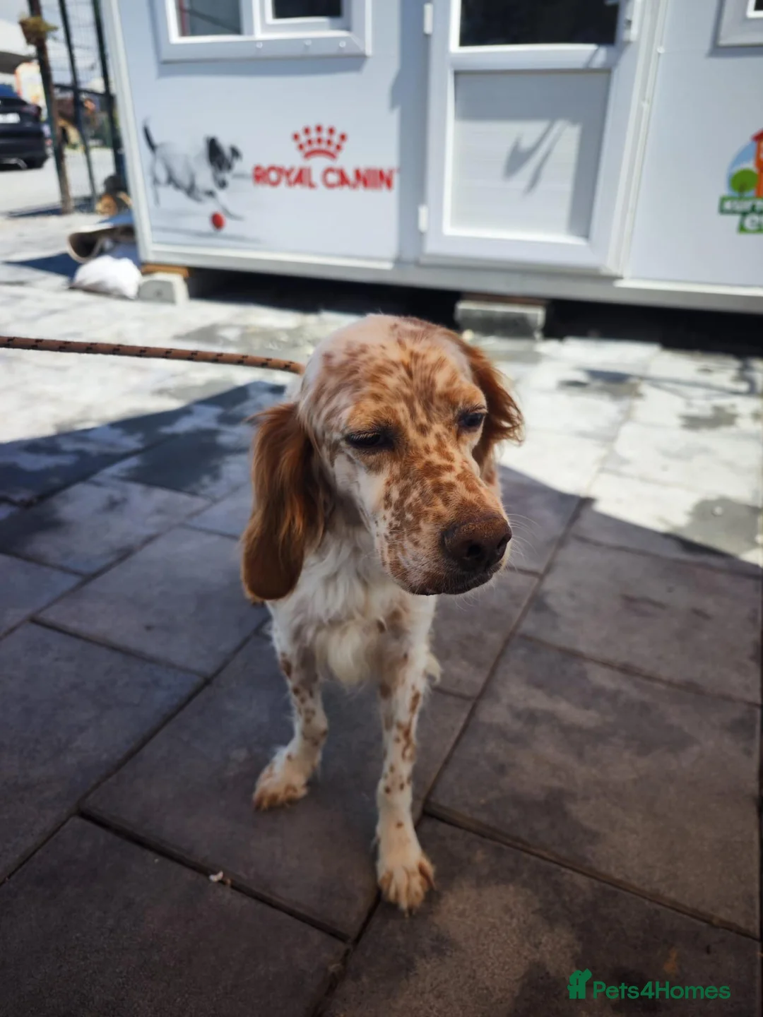 English Setter dogs for adoption: Alex! in Scarborough - Advert 2