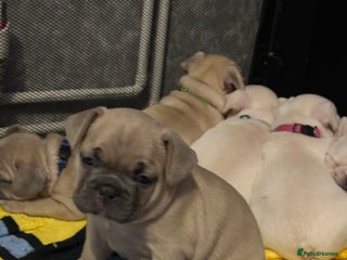 French Bulldog dogs French bulldog - Advert 2